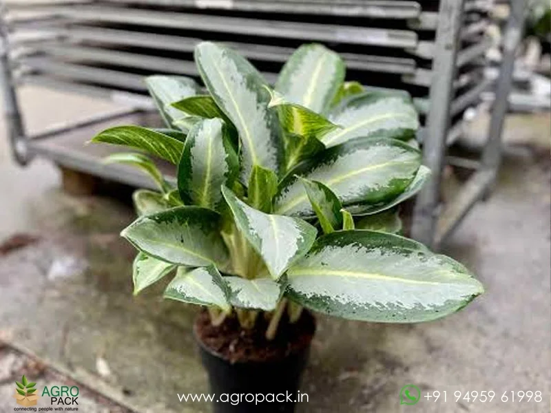 Aglaonema-Green-Bowl2