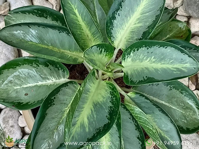 Aglaonema-Green-Bowl3