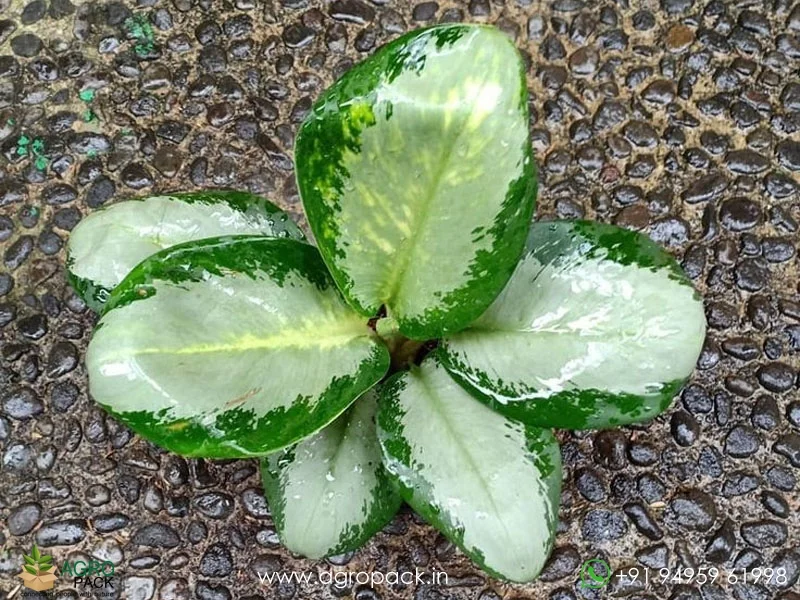 Aglaonema-Green-Bowl4