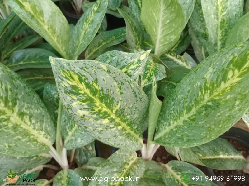 Aglaonema-Green-White-Spotted1