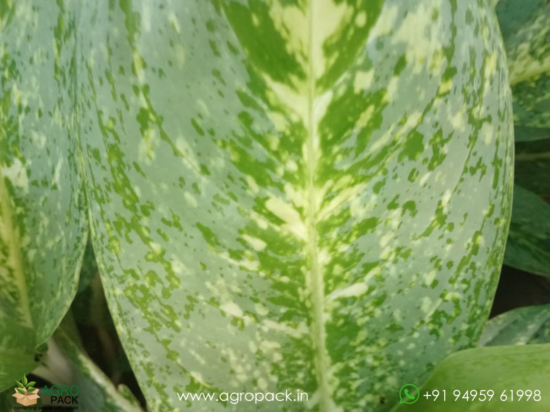 Aglaonema-Green-White-Spotted2