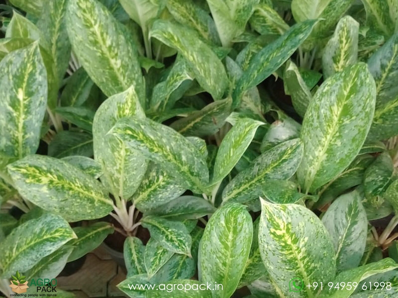 Aglaonema-Green-White-Spotted3