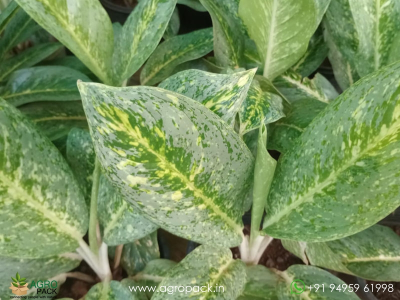 Aglaonema-Green-White-Spotted4