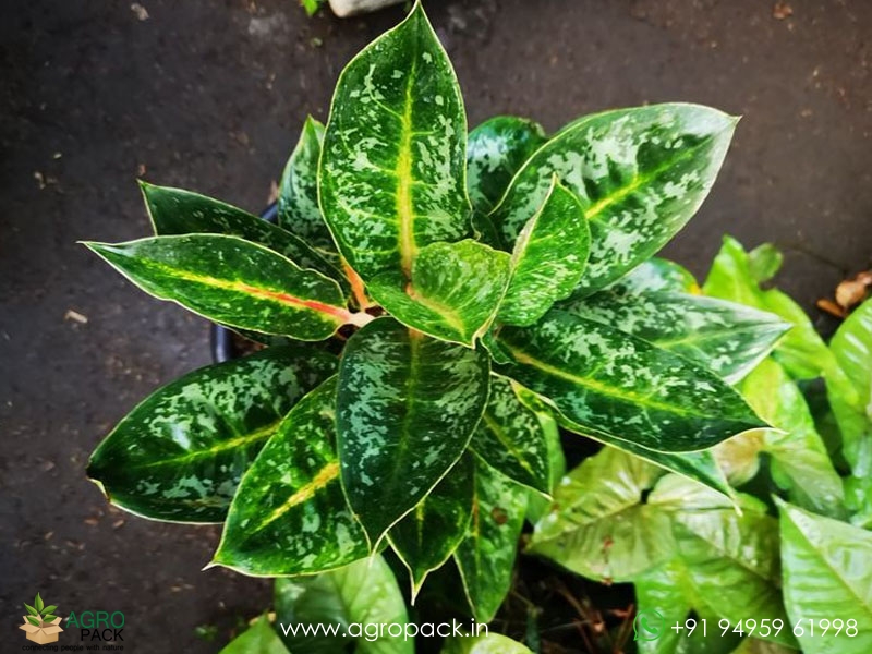 Aglaonema-Indiana-Queen1