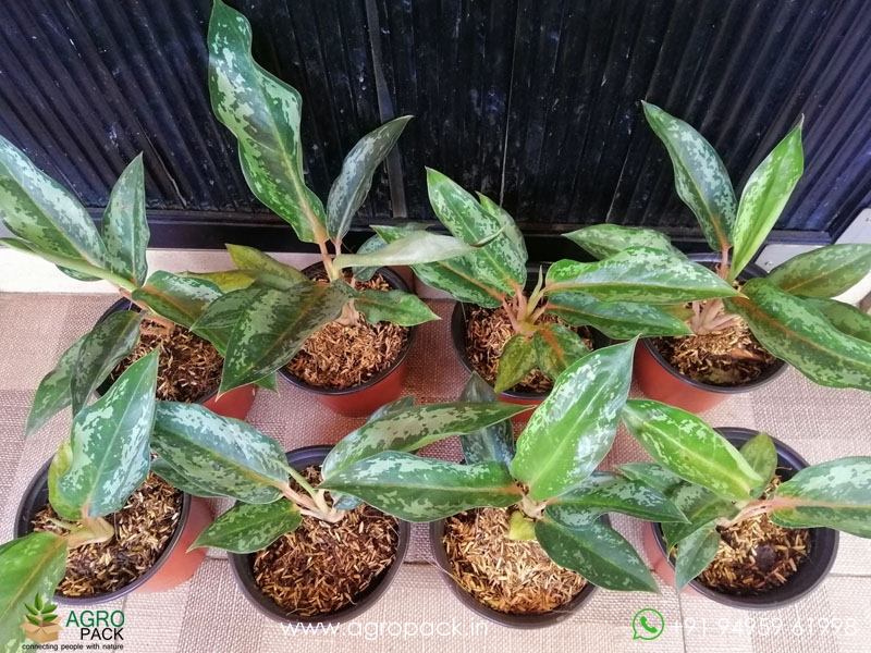 Aglaonema-Indiana-Queen2