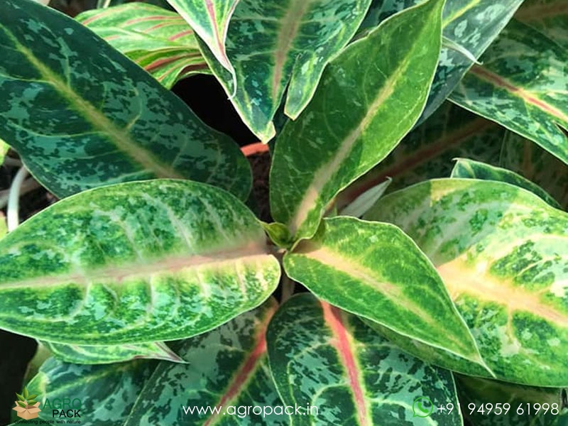 Aglaonema-Indiana-Queen3