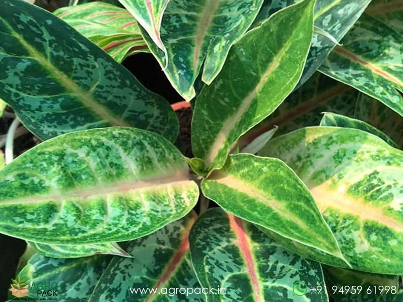 Aglaonema-Indiana-Queen3