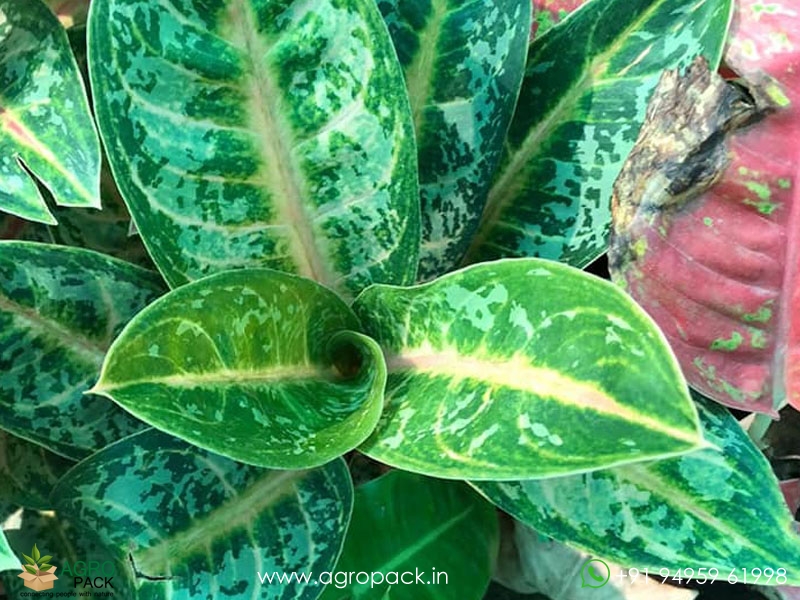 Aglaonema-Indiana-Queen4