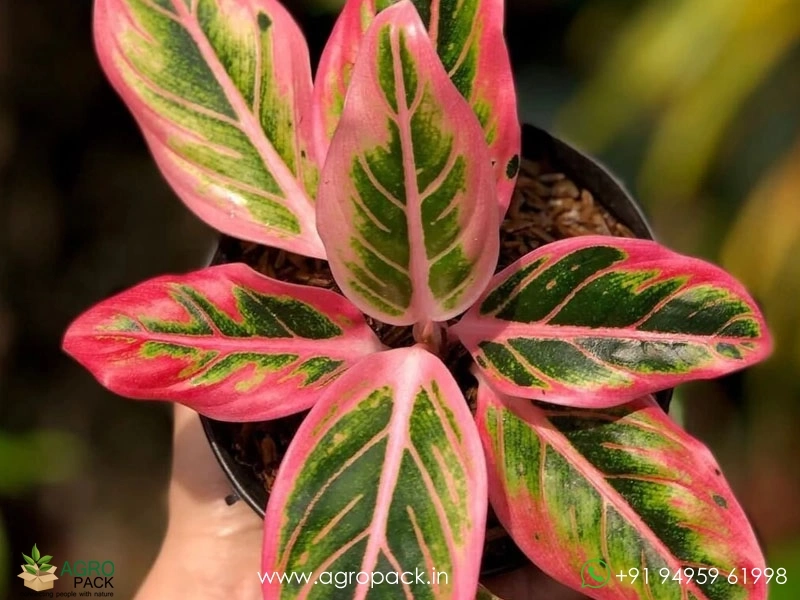 Aglaonema-Lotus-Delight5