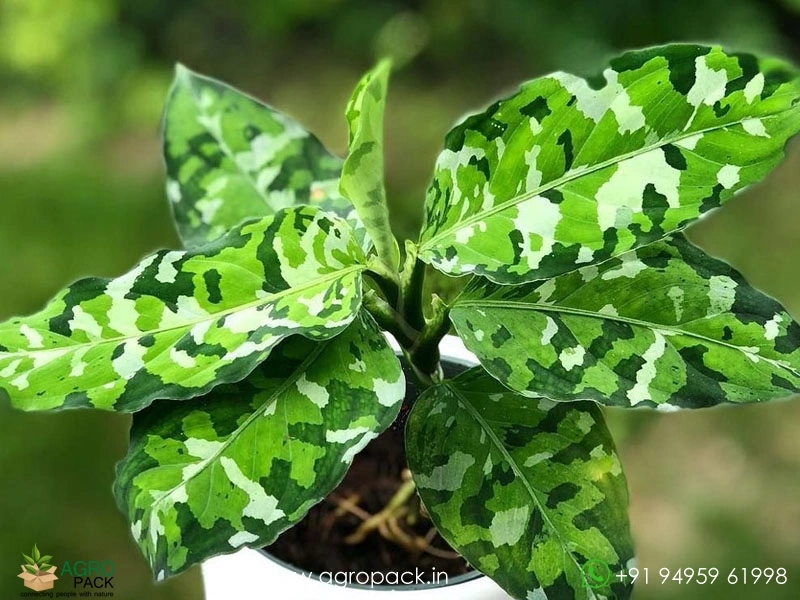 Aglaonema-Pictum-Tricolor1