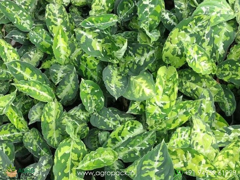 Aglaonema-Pictum-Tricolor3