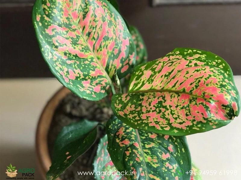 Aglaonema-Pink-Dalmatian1