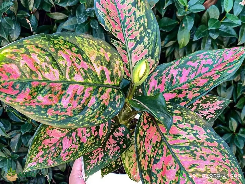 Aglaonema-Pink-Dalmatian2