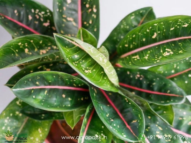 Aglaonema-Pink-Moon1