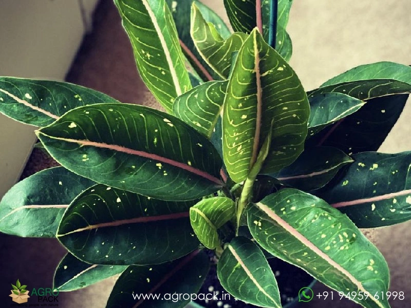 Aglaonema-Pink-Moon2