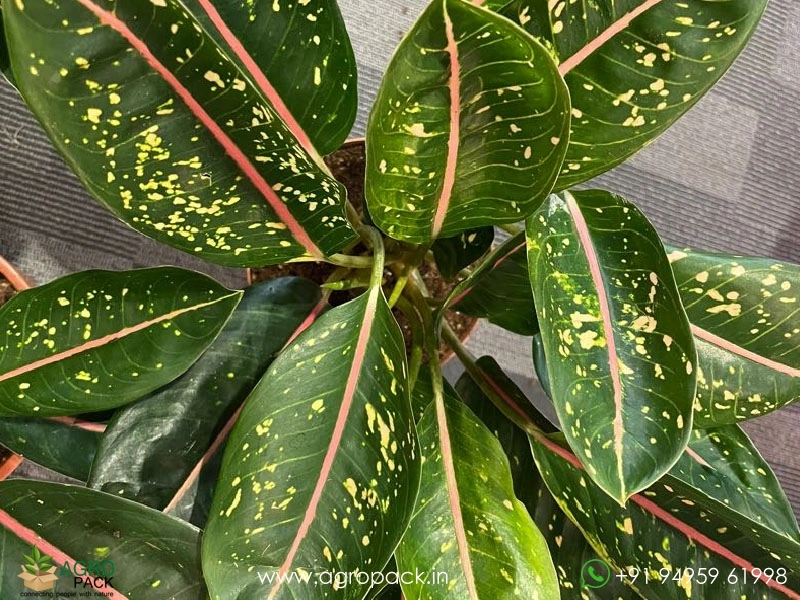 Aglaonema-Pink-Moon3
