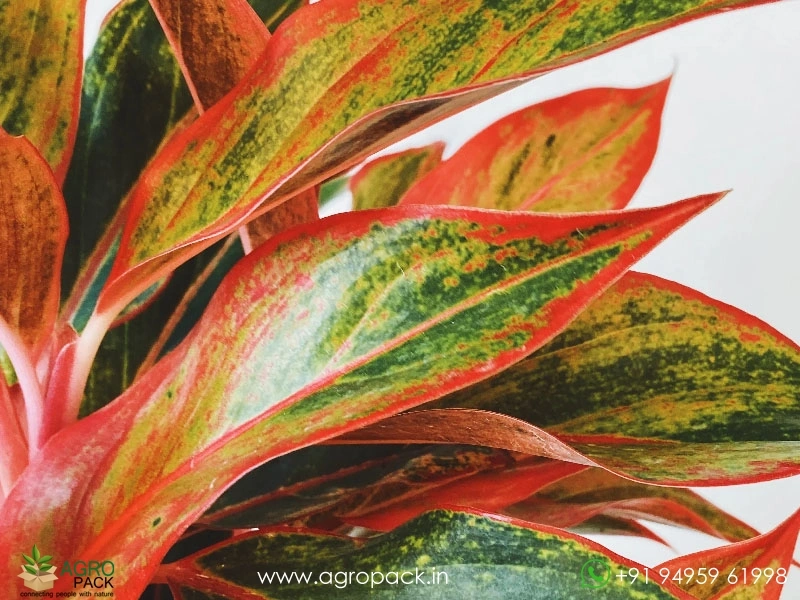 Aglaonema-Red-Gold1