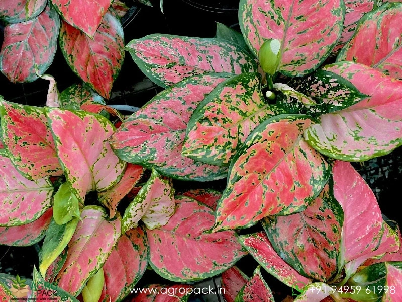 Aglaonema-Red-Valentine1