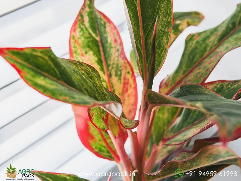 Aglaonema-Siam-Aurora-Variegated3