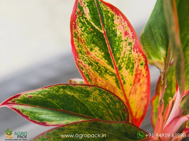 Aglaonema-Siam-Aurora-Variegated4