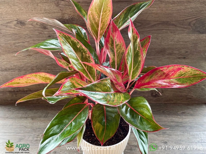 Aglaonema-Siam-Aurora-Variegated5