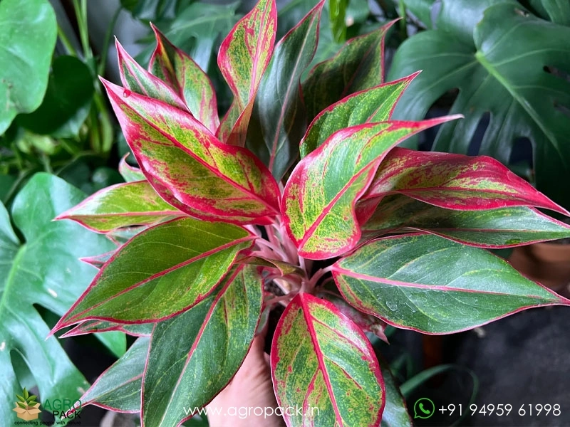 Aglaonema-Siam-Aurora-Variegated6