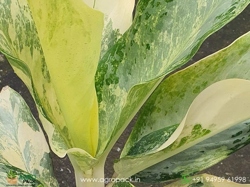 Aglaonema-Silver-White-Variegated2