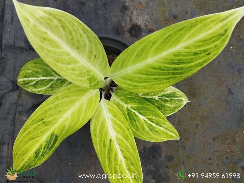 Aglaonema-Sundrop1