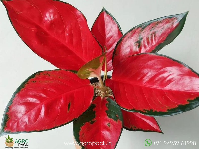 Aglaonema-Thailand-Red1