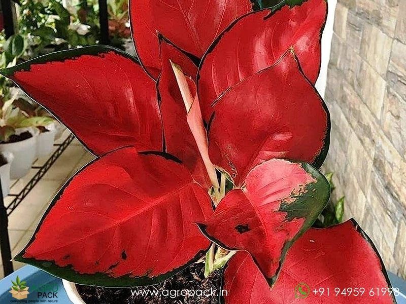 artificial fiddle leaf fig tree 4.5’ Fiddle Leaf Fig Artificial Tree main image 1