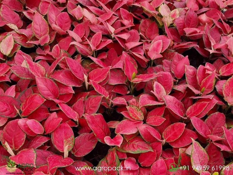 Aglaonema-Thailand-Red3