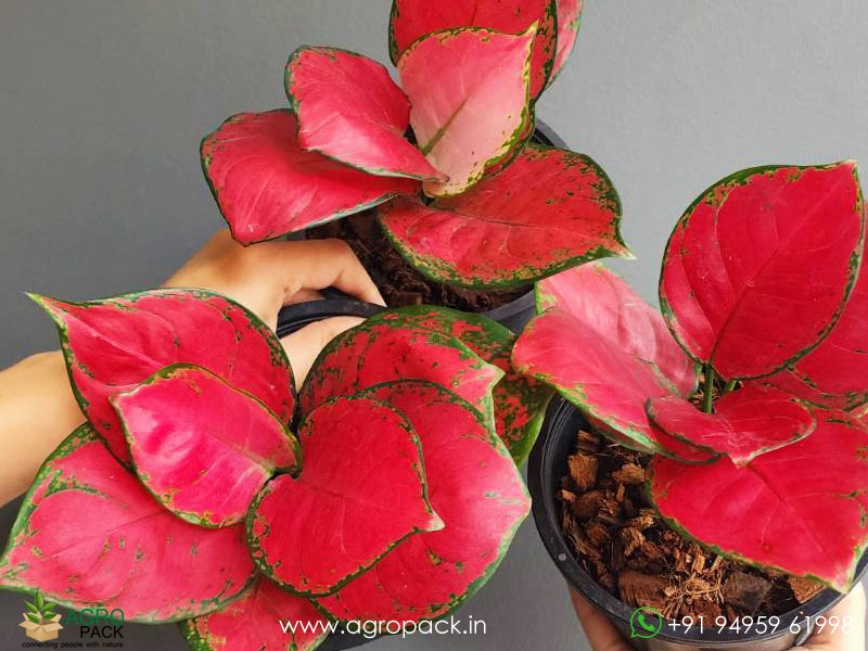 Aglaonema-Thailand-Red4