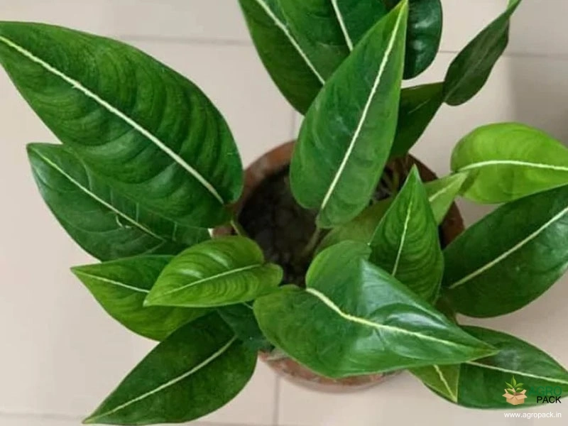 Aglaonema brevispathum Plant For Sale In India | Online plant nursery