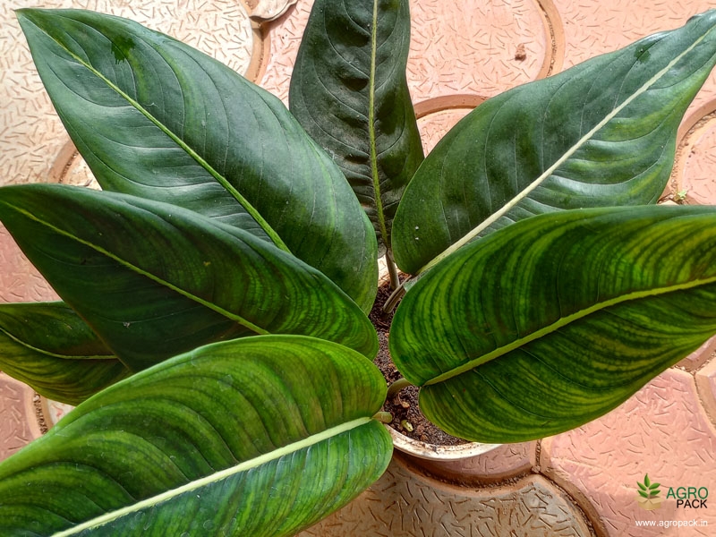 Aglaonema-brevispathum2