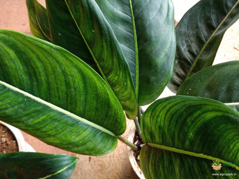 Aglaonema-brevispathum3