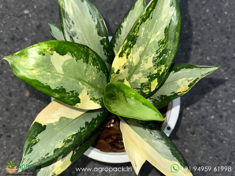 Aglaonema-suvarnabhumi-Variegated1