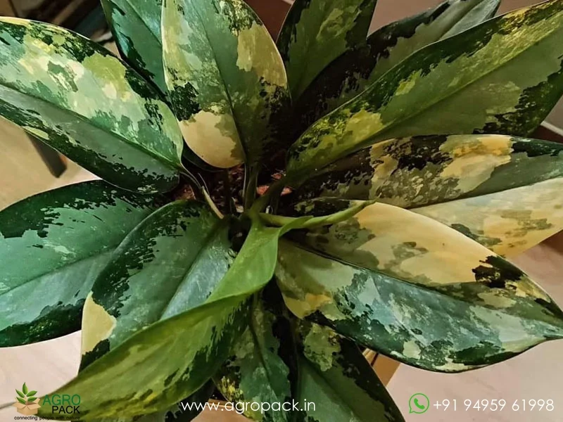 Aglaonema-suvarnabhumi-Variegated2