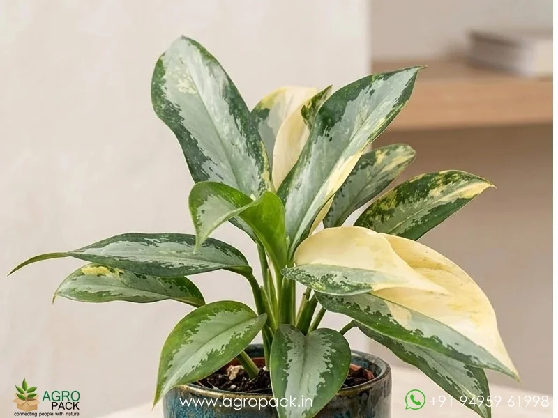 Aglaonema-suvarnabhumi-Variegated5
