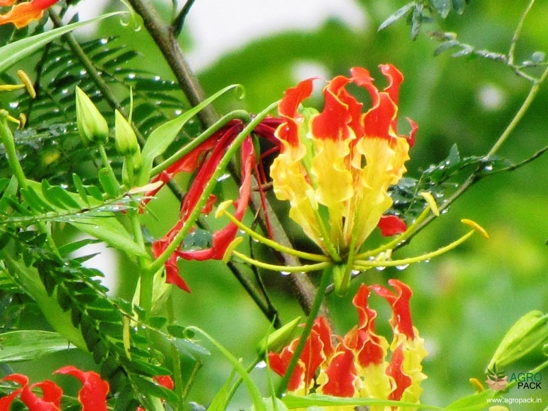 Agnishikha2