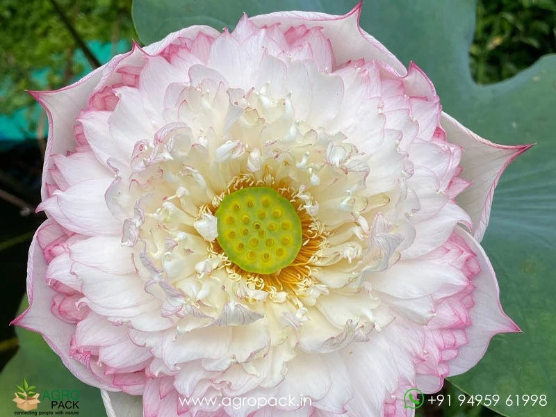 Akhila-Lotus1