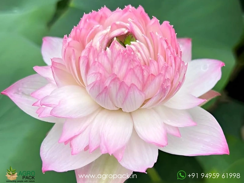 Akhila-Lotus2