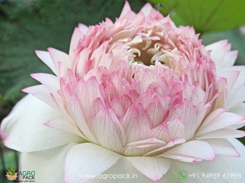 Akhila-Lotus3