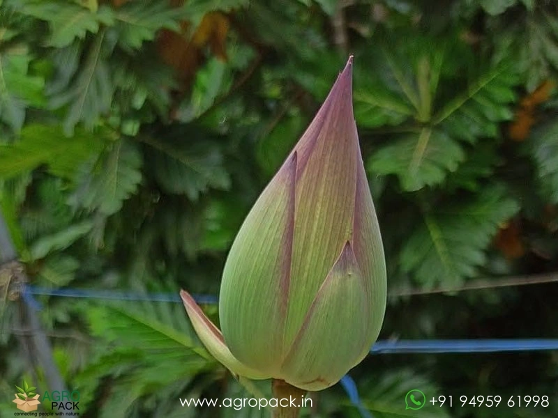 Akhila-Lotus5