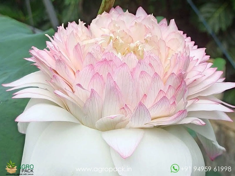 Akhila-Lotus6