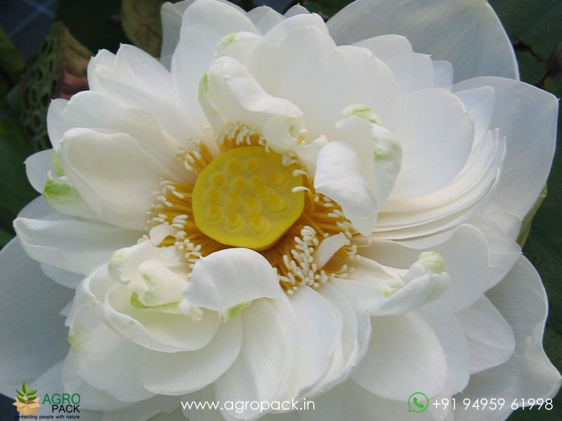 Alba-Plena-Lotus2