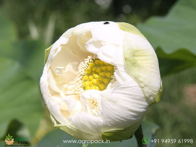 Alba-Plena-Lotus3