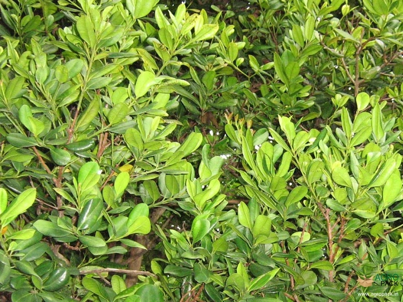 Allspice1