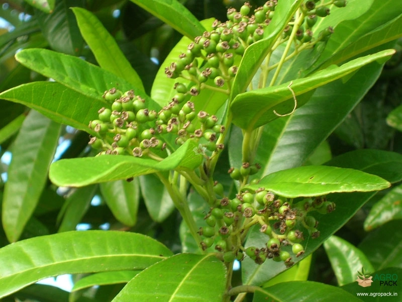 Allspice2