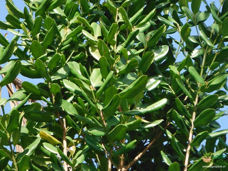 Allspice5