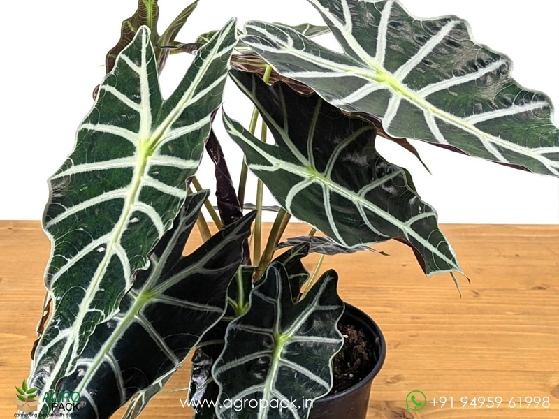 Alocasia-Amazonica1
